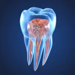 Endodontics Enriched – What could I be doing better?